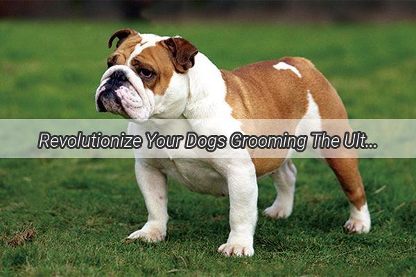 Revolutionize Your Dogs Grooming The Ultimate Guide to Dry Wash Dog Foam